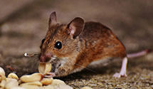 24 Hour & Emergency Exterminators in Woden, TX